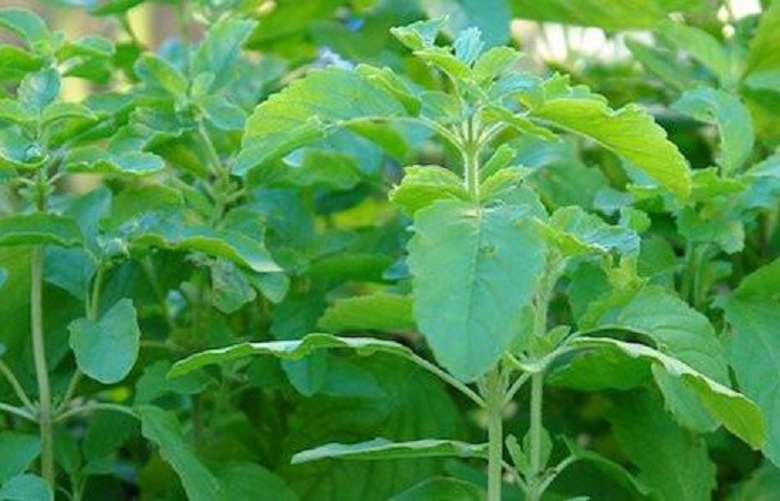 Organic Holy Basil Rama