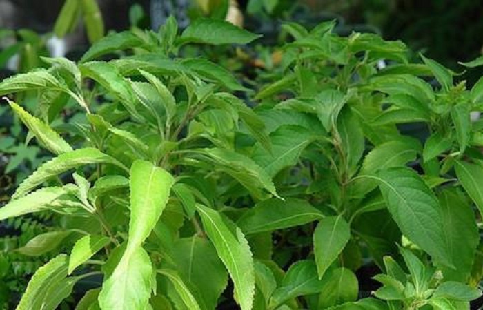 Organic Holy Basil Vana